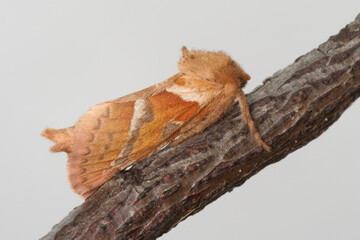 The orange swift or orange moth (Triodia sylvina)