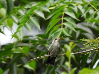 Colibrí en una rama en el bosque © Joselyn