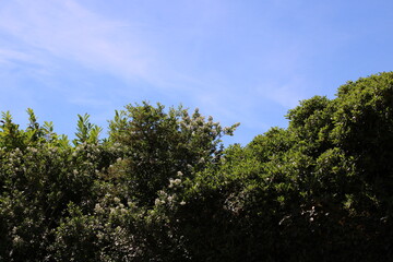 Green bushes against a blue sky with space for text