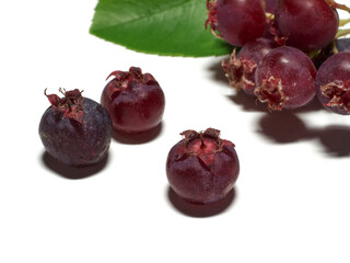 The isolated white variously named Service berry, Saskatoon berry, Shad berry, June berry detail