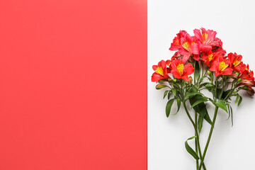 Red alstroemeria flowers on color background