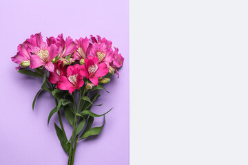 Branch of alstroemeria flowers on color background