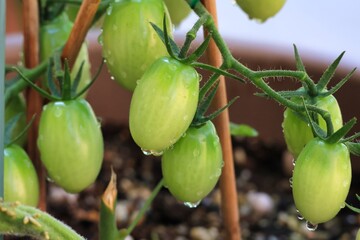 家庭菜園のプランタで出来た美味しそうなトマト