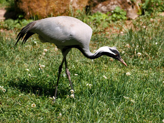 The demoiselle crane (Anthropoides virgo) seen from profile and walking on grass