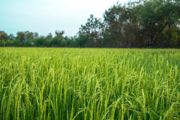 horizontal green rice field in Thailand