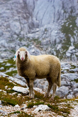 Fototapeta premium Alpine sheep standing on a stony ground in a foggy weather.