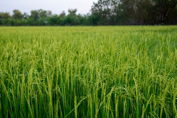 horizontal green rice field in Thailand