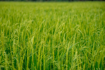 horizontal green rice field in Thailand