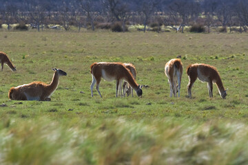 Lama animal, , in pampas grassland environment, La Pampa province, Patagonia,  Argentina