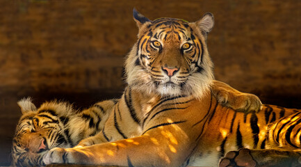Sumatran tiger (Panthera tigris sumatrae), rare tiger subspecies that inhabits the Indonesian island of Sumatra