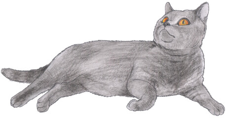 Grey fat kitty with yellow eyes rests on his side on white background. Pencil hand drawing of a pedigree cat