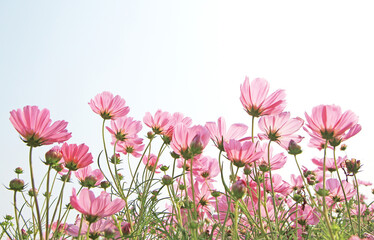 Pink cosmos flowers in nature, sweet background, blurry flower background.