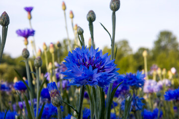 Blue cornflower flowers blurred background.
