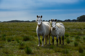 Fototapeta premium Herd of horses in the coutryside, La Pampa province, Patagonia, Argentina.