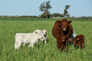 White Shorthorn calf , in Argentine countryside, La Pampa province, Patagonia, Argentina.