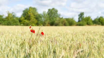 Flowering poppy in a field with malting barley in early summer