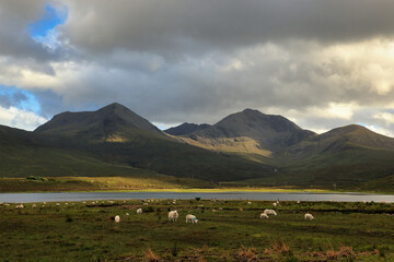 Mountains and sheep