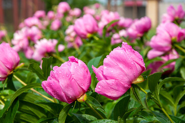 Close up photo of a peony after rain