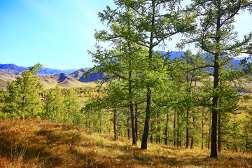 Fototapeta premium summer landscape in forest background panorama nature summer season landscape trees
