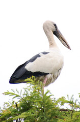 black and white heron sitting on a tree branch