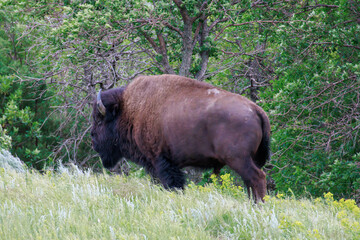 A bison stands in the grass at Theodore Roosevelt National Park in North Dakota