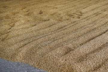 Fototapeta na wymiar Barley grains left for germination on a malting floor in a Scottish whisky distillery. The barley thereby becomes malt needed in the whisky production. 