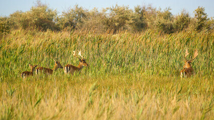 Obraz na płótnie Canvas Wildlife landscape - herd of wild fallow deer (Dama dama) in the steppe thickets on hot summer day