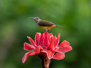 little SpiderHunter on torch ginger flower.