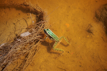 A small green frog floats in a river or pond at Theodore Roosevelt National Park in North Dakota