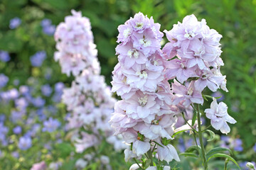 Pink Delphinium 'Cinderella' in flower