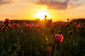 Sonnenaufgang über einem Mohnfeld, Nahaufnahme Mohnblüte