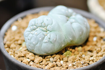 Peyote cactus or Lophophora williamsii , Peyote Lophophora williamsii or cactus