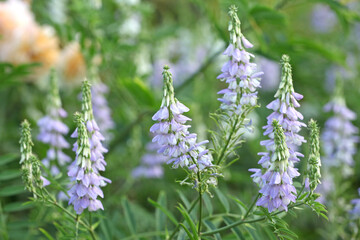 Galega officinalis, or GoatÕs Rue in flower.