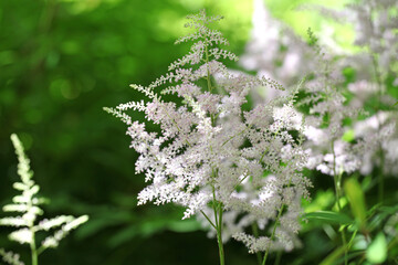 Astilbe chinensis 'Vision in White' in flower.