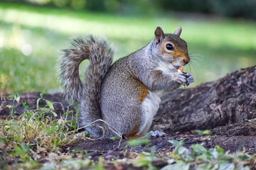 Naklejka na ściany i meble squirrel in the park