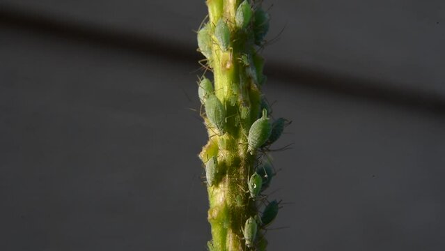 Aphids reproducing, cloning, giving birth 1000x speed