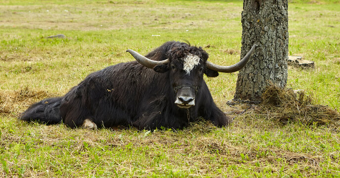 A Tibetan yak calf and a cow lie in the shade, exhausted from the heat.