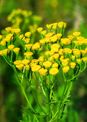bright yellow tansy flowers grow in a flower garden. cultivation and collection of medical plants concept
