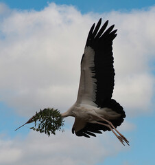 Black and white heron flying, holding in cast beak