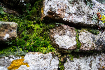 Moss and lichen on wet stone