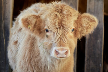 Close-up of a young Scottish highland calf in the barn on the farm.