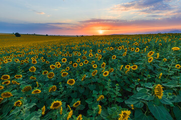 Field of blooming sunflowers.Nature