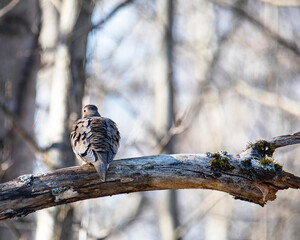 Ruffled Mourning Dove on Tree Limb