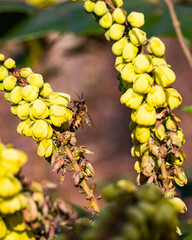 Bee on Mahonia Plant Flower