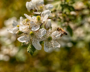 Bee Hovers Over Bloom