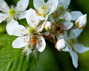 Bee On a Berry Bush Flower