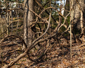 Tangled Wisteria Vines