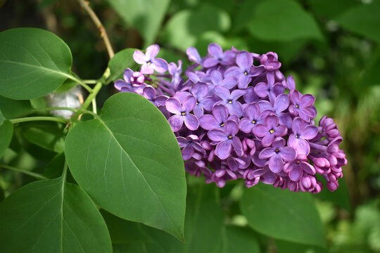 Lilac, Syringa vulgaris, small purple flowers on green background, branch with green leaves, natural spring background.