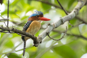 Banded kingfisher (Lacedo pulchella) stair at us in the forest (Banded Kingfisher; Lacedo pulchella)
