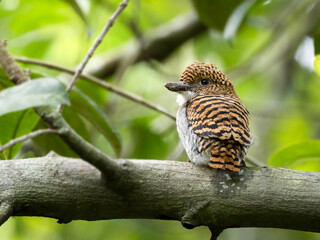 Banded kingfisher (Lacedo pulchella) stair at us in the forest (Banded Kingfisher; Lacedo pulchella)